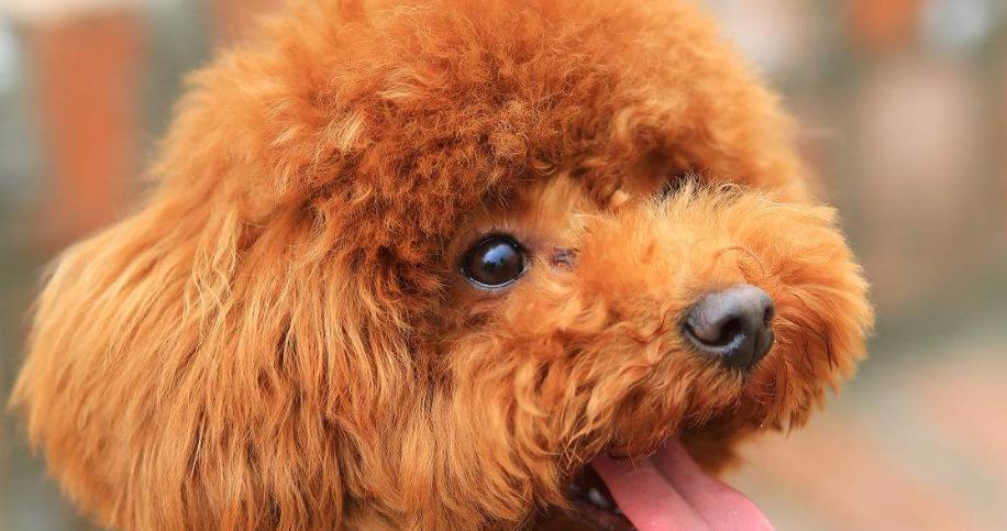 泰迪犬的丰富多彩之色（探秘泰迪犬的不同毛色与特征）