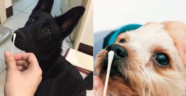 狗狗中暑发烧急需打针，保护它的健康！（了解狗狗中暑发烧的原因和应对措施，即刻行动！）