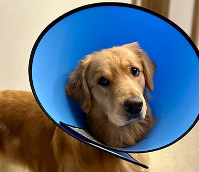 狗狗身上长脓包?千万别到皮肤严重溃烂才重视