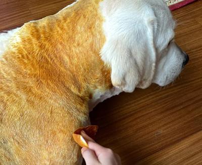 狗狗身上长脓包?千万别到皮肤严重溃烂才重视