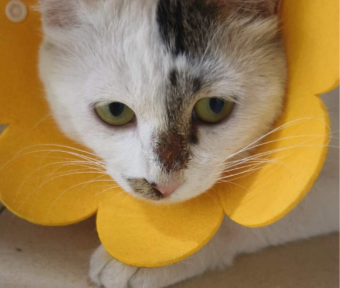 猫癣掉毛用什么药膏好得快?