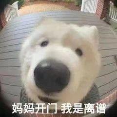 狗皮肤病用红霉素软膏？别把红霉素当成万金油了！