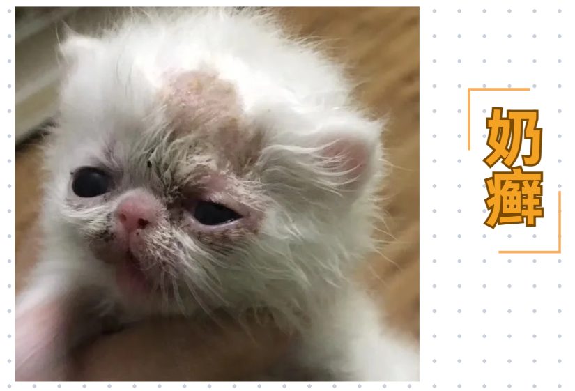 幼猫奶癣、湿疹等皮肤问题该用什么药？新手铲屎官必看！