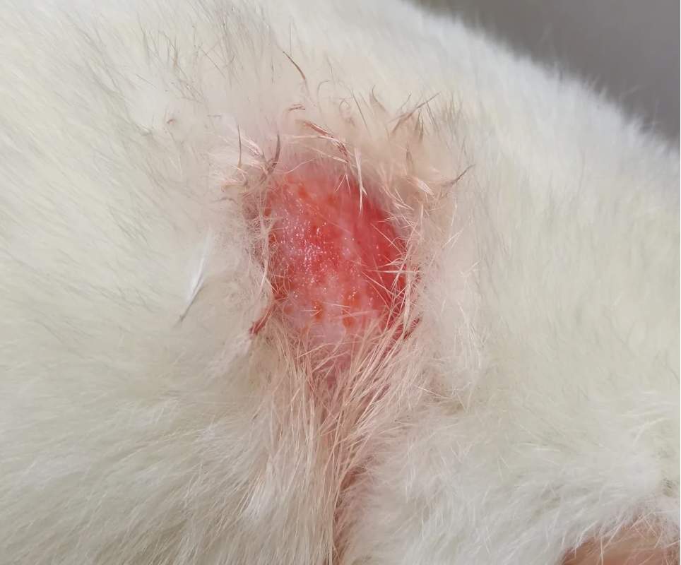 猫咪皮肤感染发炎