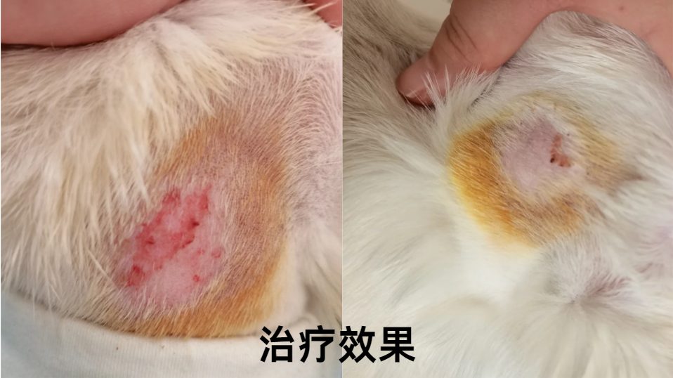 猫咪皮肤感染怎么办？