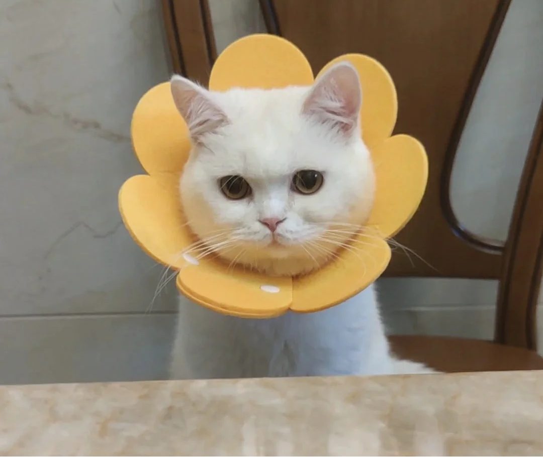 猫癣怎么治？看这里，自己治疗经验分享，超详细！