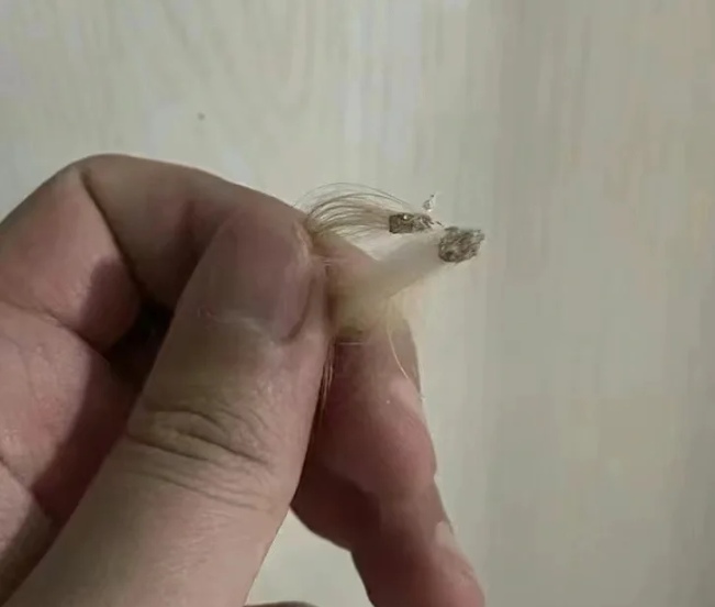 猫癣的症状有哪些?