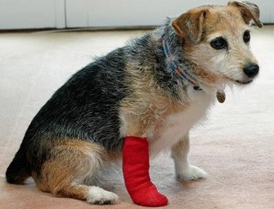 狗狗爪子红肿:如何快速识别并治疗皮肤病