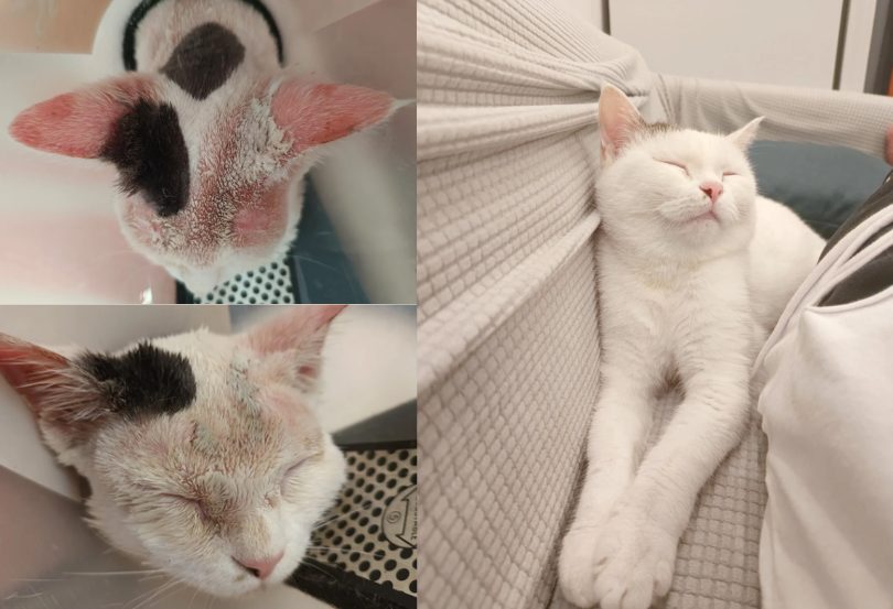 猫癣用什么药治疗？