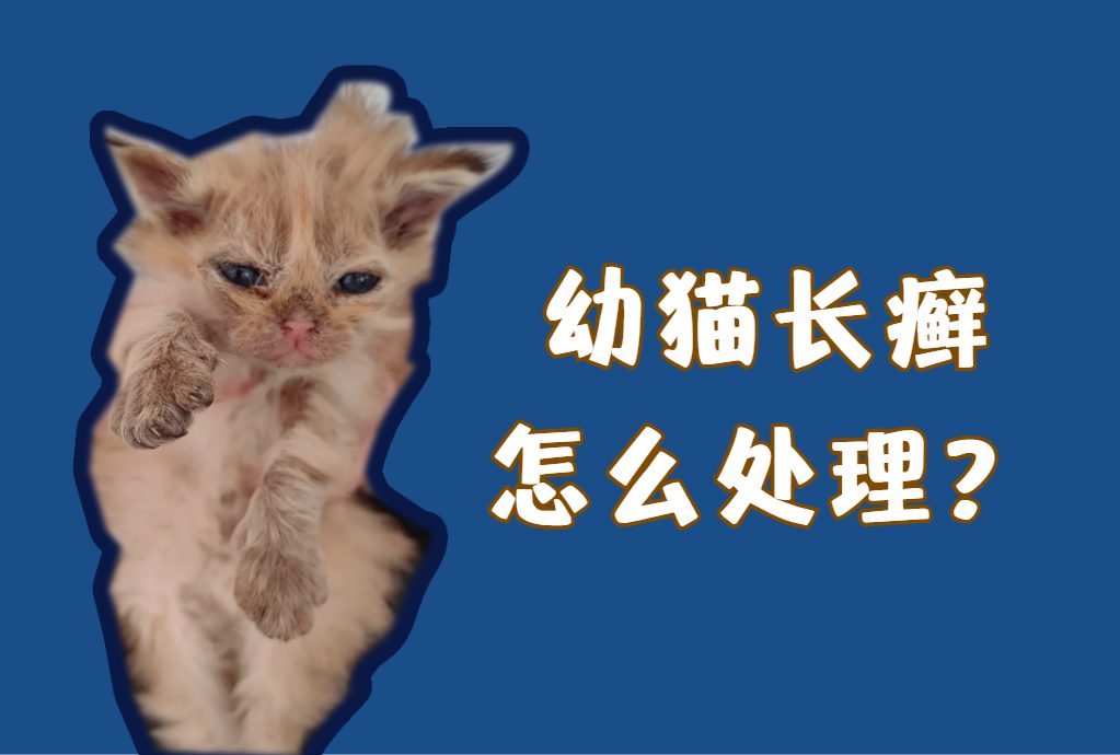 幼猫长癣怎么处理？不治疗能自愈吗？