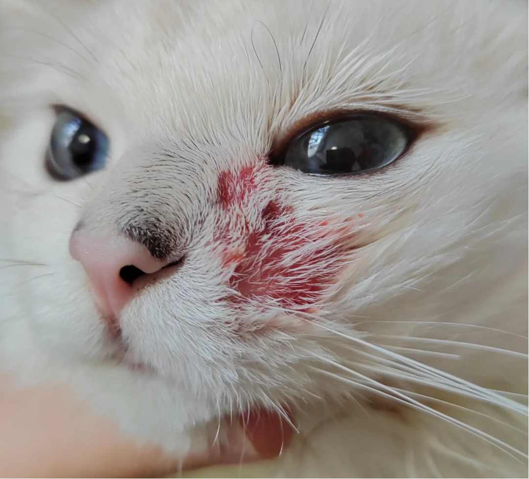 猫咪脸部皮肤发炎是湿疹吗？用什么药治疗？