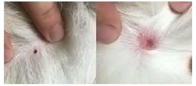 小狗得了皮肤病用什么药好得快?很多人有着这样的误区