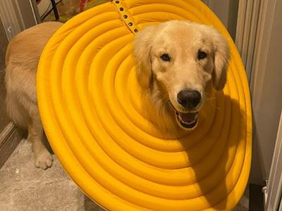 小狗得了皮肤病用什么药好得快?很多人有着这样的误区