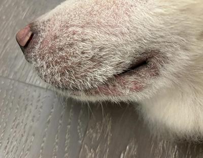 小狗得了皮肤病用什么药好得快?很多人有着这样的误区