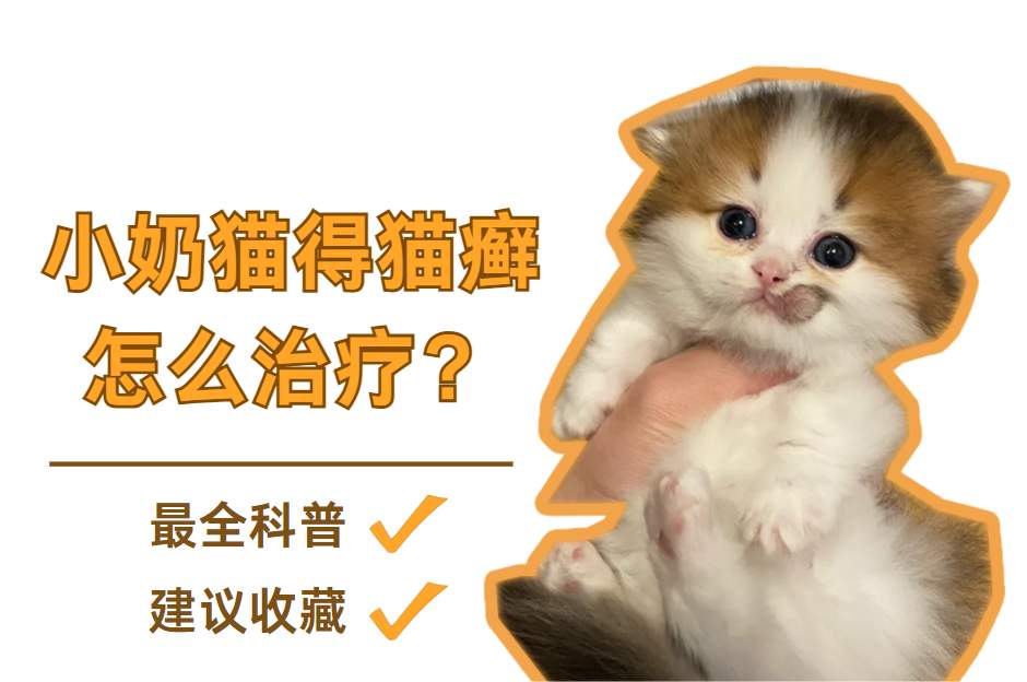 小奶猫得猫癣怎么治疗？最全科普，建议收藏！