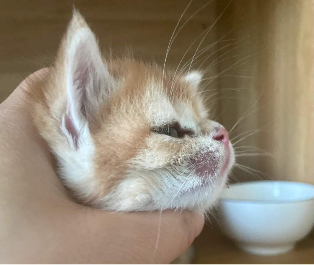 小奶猫得猫癣怎么办？