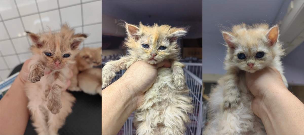 小奶猫感染猫癣用什么药？