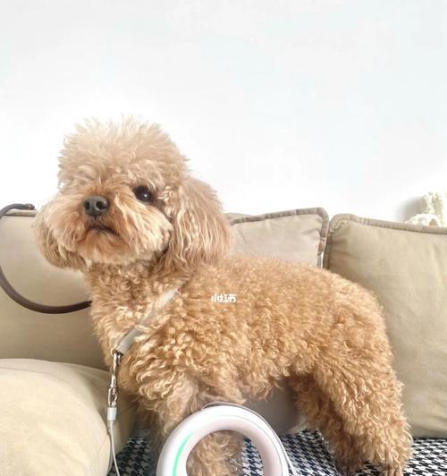 如何不怕狗的秘诀（以带什么可以让你轻松应对可爱的汪星人）