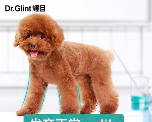 金毛补钙的正确方法（科学补钙保持金毛健康）