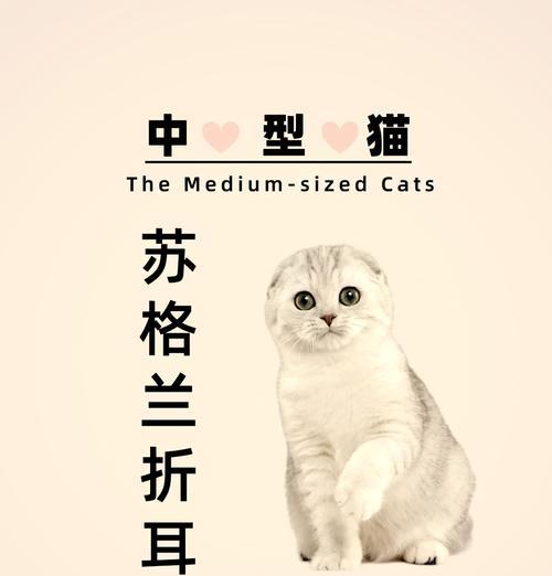 为什么不建议大家养折耳猫？（探讨折耳猫的健康问题及饲养困难）