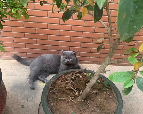 猫咪的神秘之旅（探索猫咪外出归来的时间规律，揭示背后的原因及关键因素）