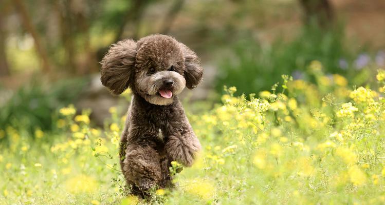 贵宾犬最害怕的5件事（了解贵宾犬心理，帮助你的狗狗克服恐惧）