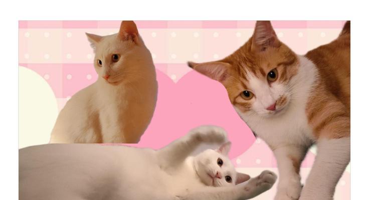 探索不烂大街的猫（稀有猫品种的选择和养护策略）