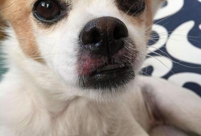 当心!狗狗嘴周红痒可能是这些疾病的信号