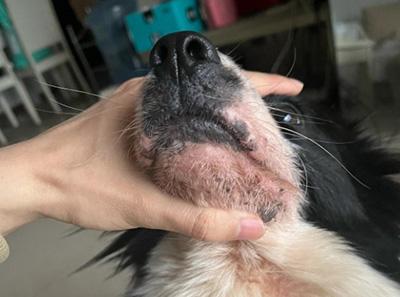 当心!狗狗嘴周红痒可能是这些疾病的信号