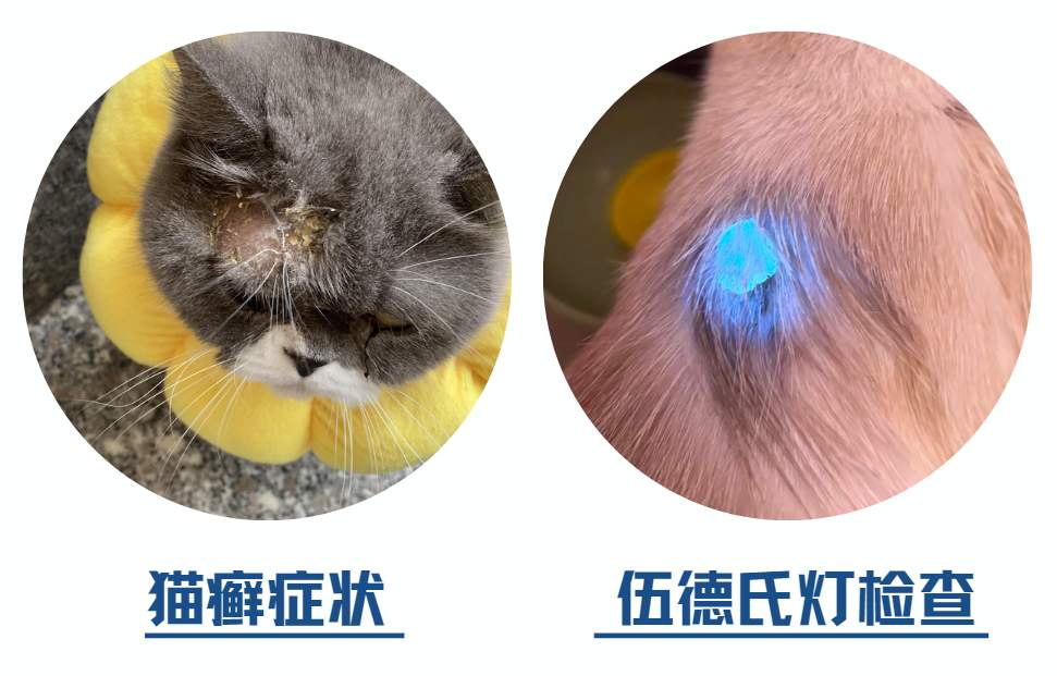 猫癣症状