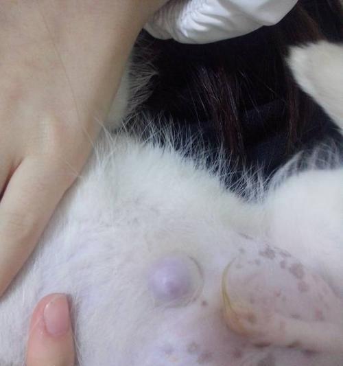 小狗为什么没有肚脐？（探寻小狗肚脐消失的奥秘）