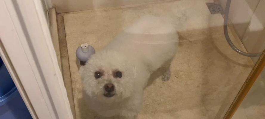 比熊配种多久可以洗澡的最佳时间选择（为你的比熊提供最佳洗澡时机，让它始终保持清洁与舒适）