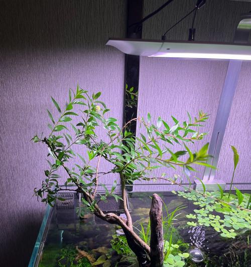 以水草适合何种水质？（水质要求下的水草生长研究）