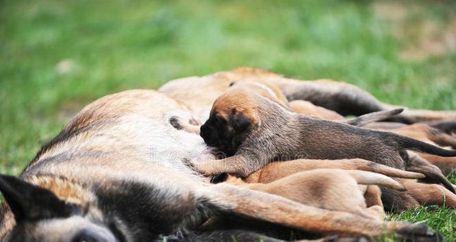 小狗离开后，母狗的寿命会有所延长吗？（以把小狗送人了母狗会活多久为主题的探讨）