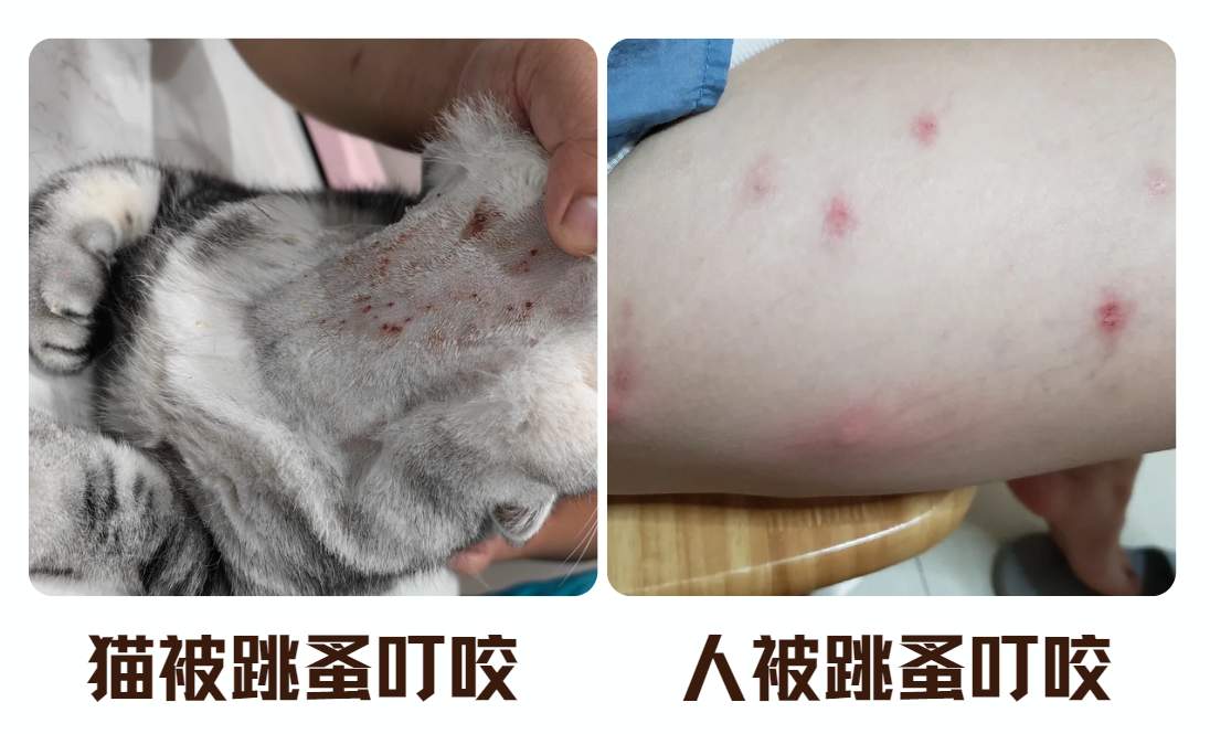 猫咪皮肤病有哪些？