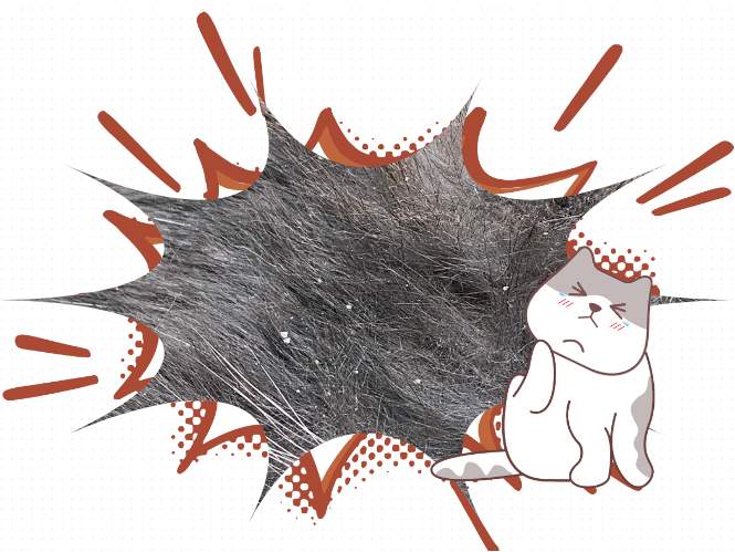 猫没起癣，但毛上有白屑且掉毛严重是怎么回事？