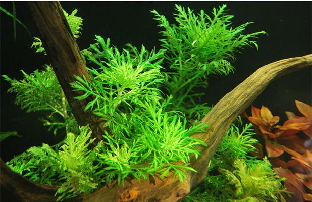不同水质对水草生长的影响（探究水质对水草生长的关键因素及适宜条件）