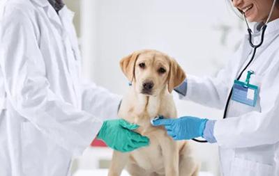 狗狗脸部溃烂,可能不仅是皮肤病那么简单!