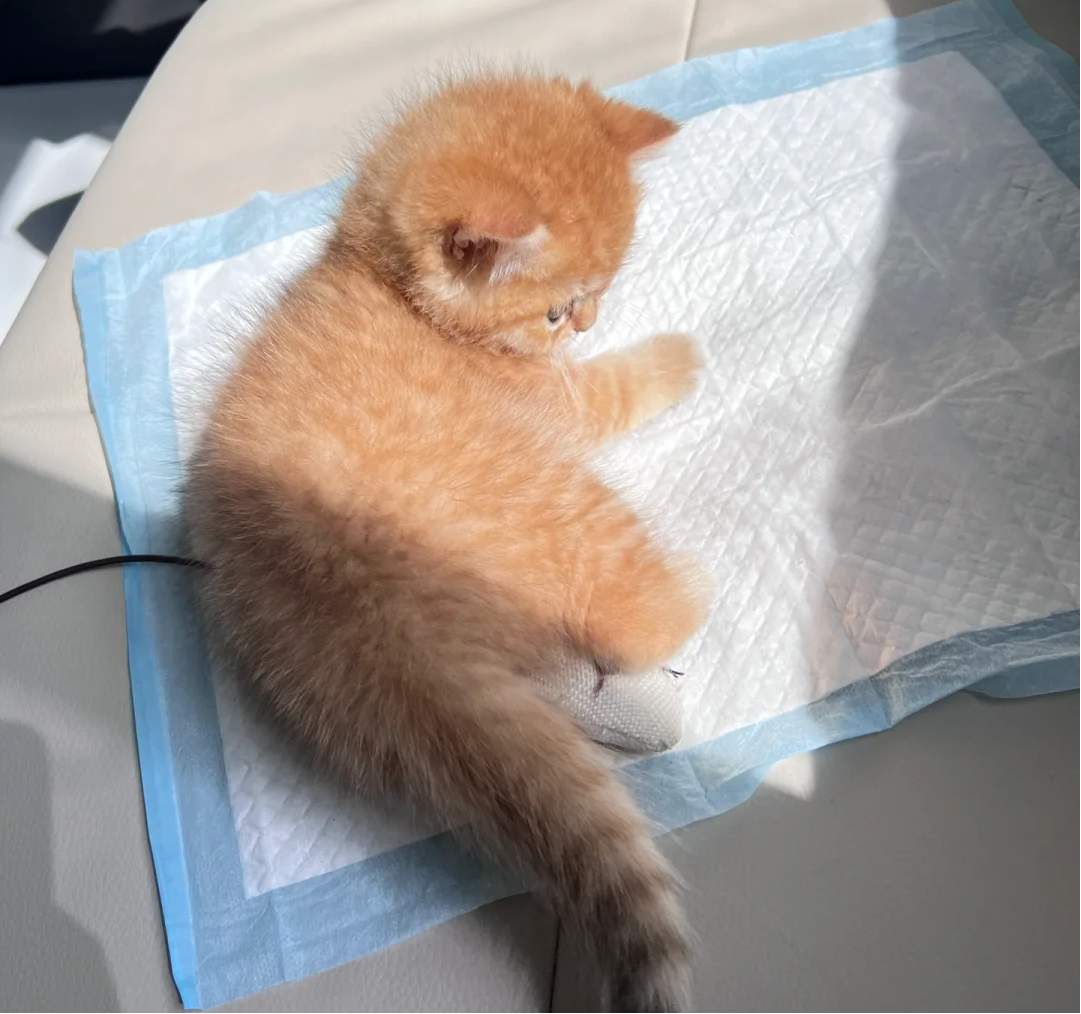 小猫崽感染猫癣怎么办