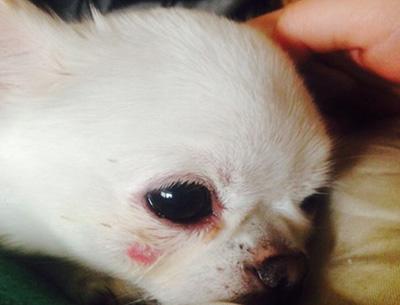 狗狗脸部溃烂,可能不仅是皮肤病那么简单!