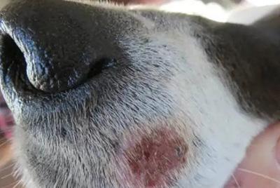 当心！狗狗嘴周红痒可能是这些疾病的信号