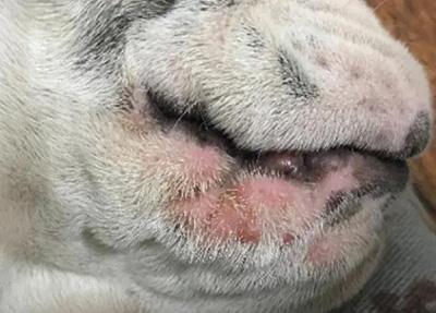 当心!狗狗嘴周红痒可能是这些疾病的信号