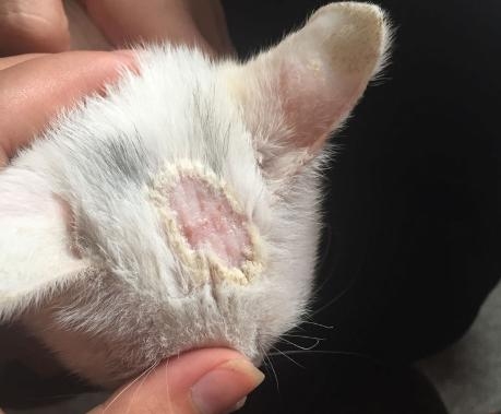 猫的皮肤病传染人吗？当然！这几种都要小心