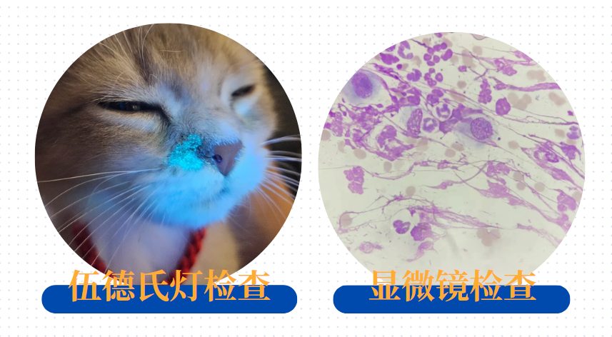 猫癣诊断方法
