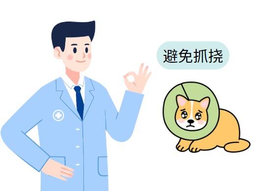 如何通过正确用药膏解决狗狗皮肤病困扰?