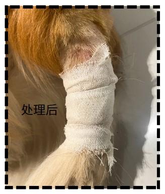 面对狗尾巴脱毛与癣症,主人必知的处理妙招