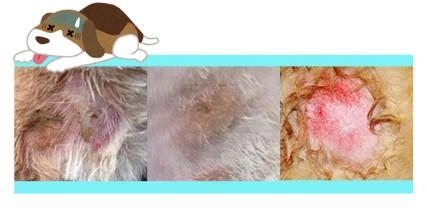 狗狗皮肤病溃烂?急救指南助你速愈!