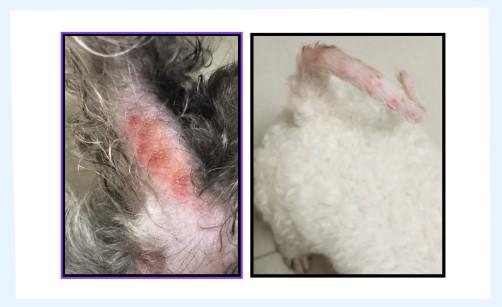 狗狗尾巴发红瘙痒怎么办？