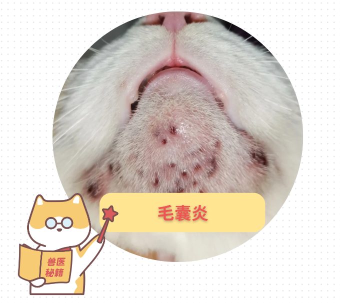 猫下巴长了个红疙瘩是怎么回事？涂什么药？