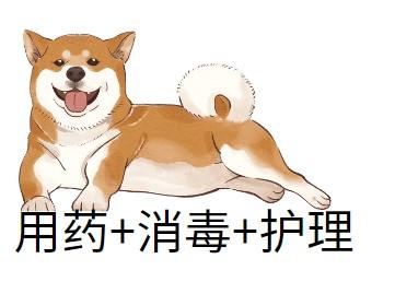 当癣症让狗狗皮肤变黑,你应该这样做!